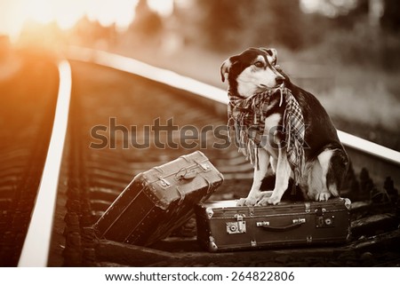 Dog on rails with suitcases. The dog looks for the house. The dog waits for the owner. The lost dog. Mongrel on the road. Dog on rails. Dog with suitcases. Not purebred dog on the road. Traveler.