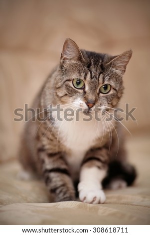 Gray striped domestic cat with green eyes and a white paw.