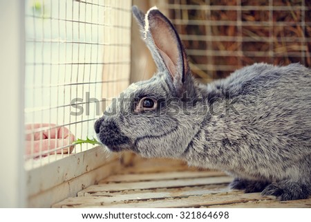Portrait of a gray rabbit in a cage.