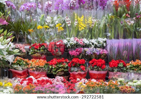 Color image of many different kind of flowers arranged on flower shop shelves. The photo was taken in the middle of the day with natural soft light.