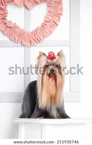 Yorkshire terrier dog standing with valentine heart