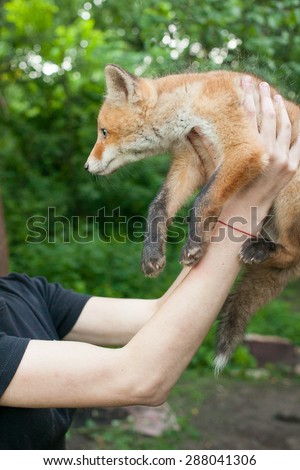 A tame fox cub in the hands of the mistress