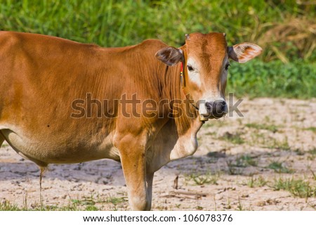 Thai cow eating grass on a farm