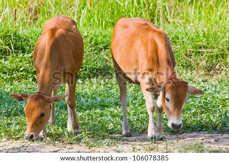 Two cow eating grass on a farm