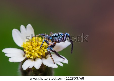 Close up of Jumping spider on flower