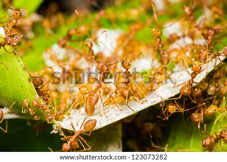 Red ants rescue of larvae in nest