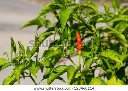 Red chili pepper on the plant