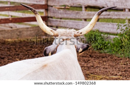 Ruminant Hungarian gray cattle bull in the corral from back