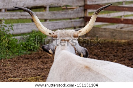 Ruminant Hungarian gray cattle bull in the corral from back