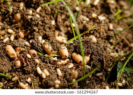 in the anthill moving ants the eggs