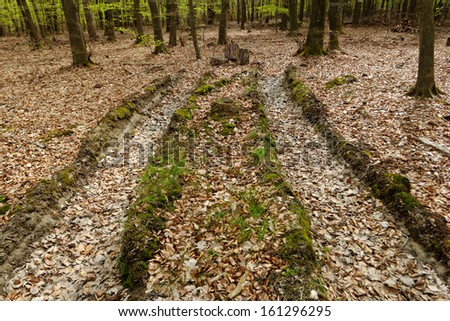 truck wheel track in the mud with moss
