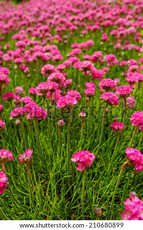 Beautiful photo lot of pink flower in the meadow