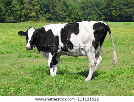 Vermont dairy cow in a field feeding on grass
