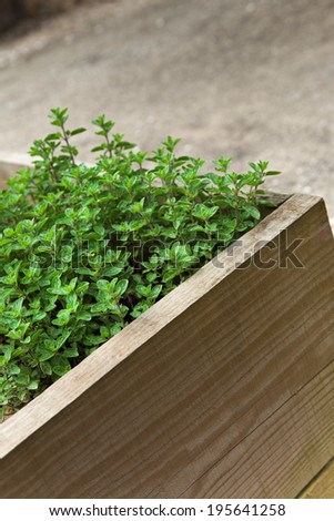 Plants in a wooden box