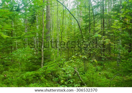 Summer forest background. Impenetrable forest. Green backdrop.