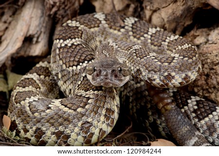 Closeup of a Southern Pacific Rattlesnake.