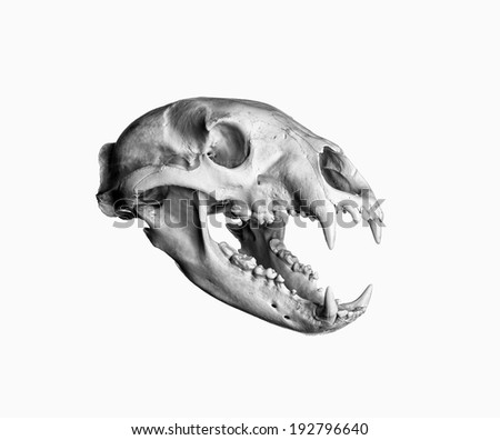 Portrait of a Black Bear Skull. Isolated on white background.