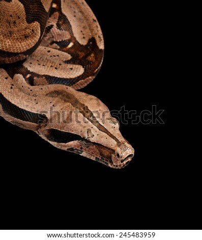 Boa Constrictor (Boa constrictor constrictor)  hanging from a tree branch.