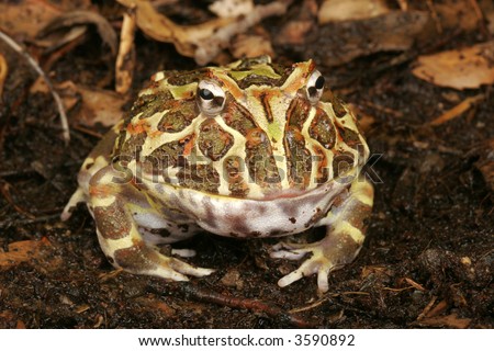 Yellow Pacman Frog