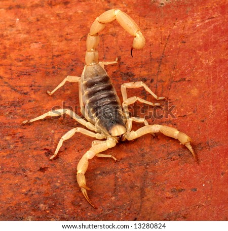 Desert Hairy Scorpion (Hadrurus arizonensis). Rusty metal background.