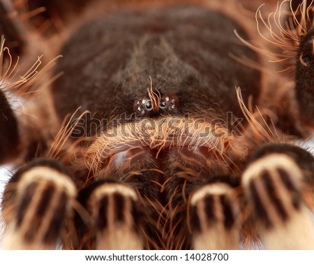 Brazilian White Stripe Tarantula (Acanthoscurria Geniculata). This ...