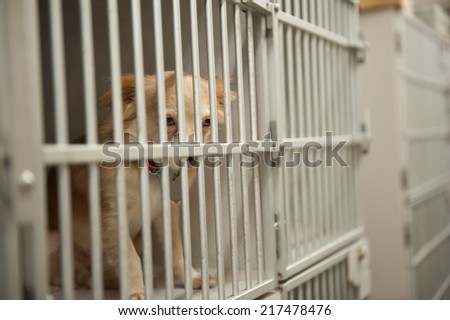 Cages in a dog kennel