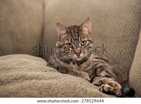 Beautiful cat lies on the couch, nestled between the back cushion and a matching pillow