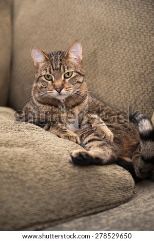 Beautiful cat lies awkwardly on the couch, nestled between the back cushion and a matching pillow