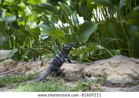 Dark colored reptile on a rock in front of green vegetation