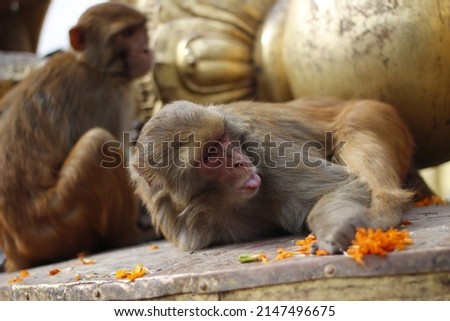 Monkeys in a temple in Katmandu Nepal Stock fotó © 