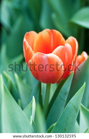 Orange tulip with leaf in green house
