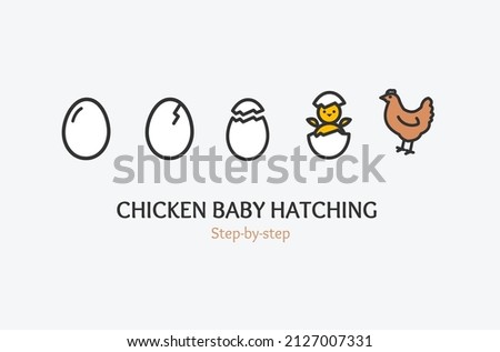 Chicken Baby Hatching Step by Step Concept with Thin Line Icons. Vector illustration of Hatch Process Hen