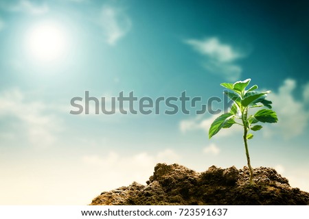 A new grown tree seedling. Great image for global warming, hope, sustainability, green planet and agriculture Foto stock © 