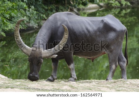 A photographic image of a water buffalo grazing near a pond in Thailand