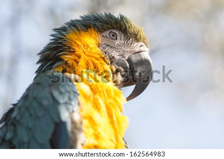 A horizontal photographic image of the head of a blue-and-yellow macaw