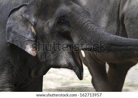 A horizontal photographic image of the head of a young elephant extending its trunk and looking happy