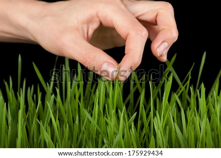 Hand above green fresh grass. On black background.