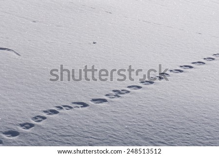 Human footprints in deep snow