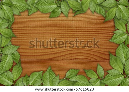 wooden background  with green plant frame