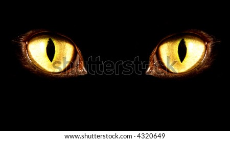 yellow feline eye in the dark
