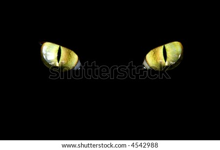 feline eye in the dark