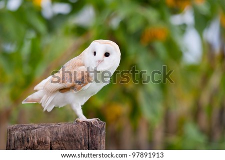 A photograph of a small white owl photographed with sunflowers blurred in the background.