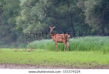 Hind stands alone and listens deer roar