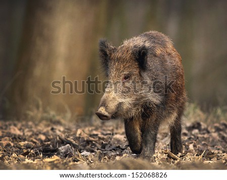 Lonely wild boar walks in forest