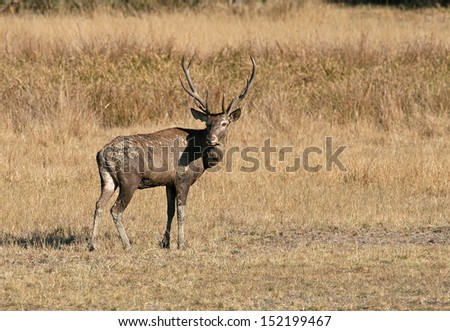Deer stands on golden grass