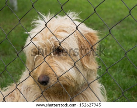 Sad lonely dog behind fence