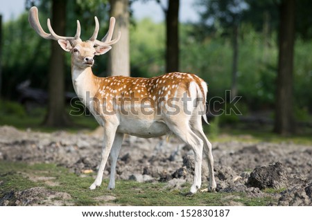 Fallow deer stands in forest