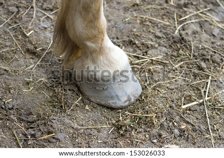 Horse hoof stands on ground