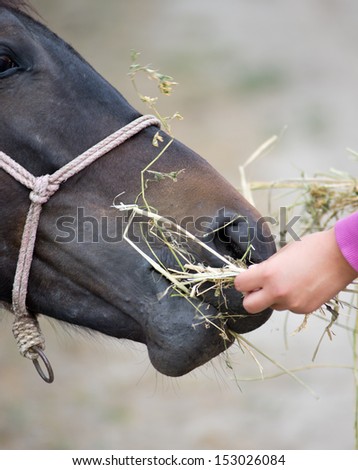girl feeding a horse