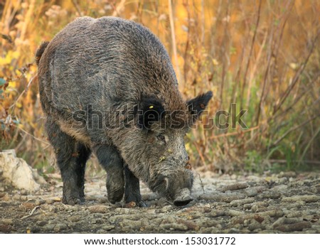 Wild boar walks on forest